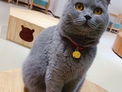 -藏猫猫咖啡主题馆(中央大道店)