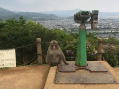 -岚山猴子公园