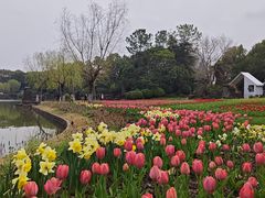-上海鲜花港