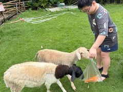 -芭厘·农庄老字号.电饭煲五指毛桃焗鸡