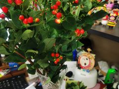 -双季花艺园艺市场(浦东店)