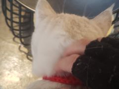 -喵屿·大理花园猫咖