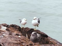 -海驴岛(荣成市)