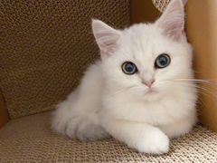 -lincat·猫舍(广州店)