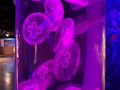 -秦皇岛新澳海底世界