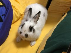 -momokira米努特·德文卷毛猫·棉花面纱犬