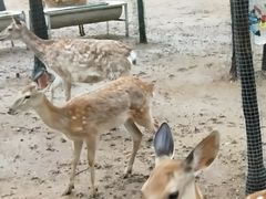 -大连铭湖国际观光牧场