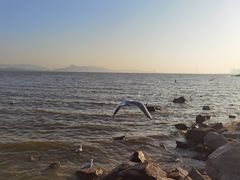 -深圳湾公园(南山区)