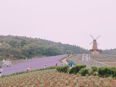 -大塘金香草谷