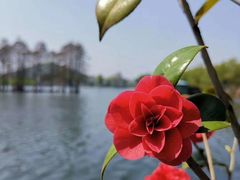 -东湖食堂·湖景餐厅•会议