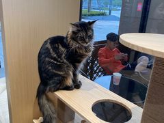 -瞄一喵猫咖(格力海岸店)