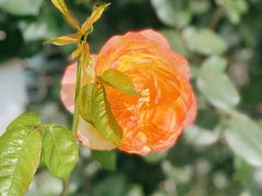 -北京八中游泳馆