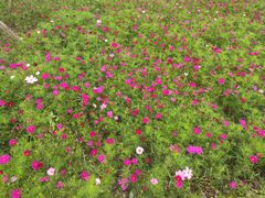 景点-天府芙蓉园