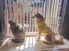-猫色咖啡·猫咖
