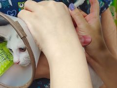 -爱侣宠医·鹦鹉专科·小型哺乳类·异宠专科(灵石路店)