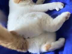 -Bastet sally猫舍购宠(静安店)