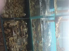 -同道蒸汽海鲜烧烤自助(刘庄夜市店)