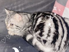 -猫小院猫主题餐厅(南锣旗舰店)