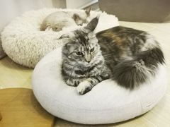 -momokira米努特·德文卷毛猫·棉花面纱犬