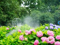 -上海共青森林公园