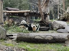 -都江堰中华大熊猫苑