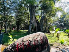 -瑞丽独树成林风景区