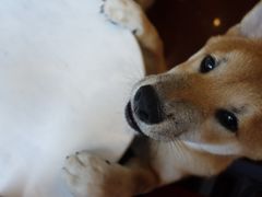 -喜柴咖啡·柴犬狗咖