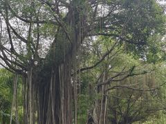 -南宁南湖公园