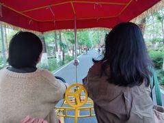 -合肥滨湖国家森林公园