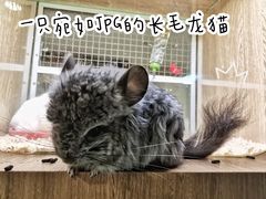 -藦茜花园宠物主题亲子互动体验馆(国顺东路店)