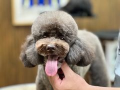 -鑫艺宠物美容培训学校