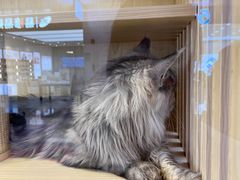 -爪爪喵星球·猫舍(前海卓越店)