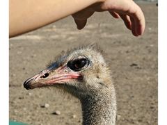 -新疆天山野生动物园