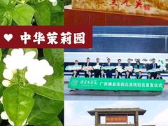 -中华茉莉园