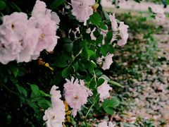 -白鹭湾湿地公园