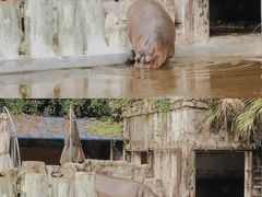 -广州动物园