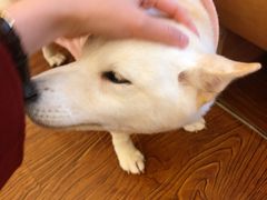 -豆柴町-柴犬主题狗咖(红鼎国际C座店)