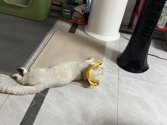-美联众合动物医院·24h京西诊疗中心