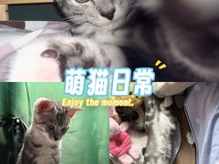 -瑞鹏宠物医院·内科·中兽医·骨科(苗圃店)