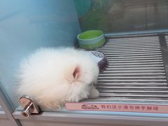 -FAELING PETS美天灵宠物(合生汇店)
