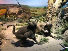 -国家自然博物馆