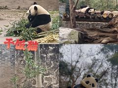 -都江堰中华大熊猫苑