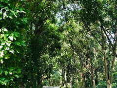 -东莞植物园