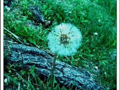 android_upload_pic-沈阳植物园