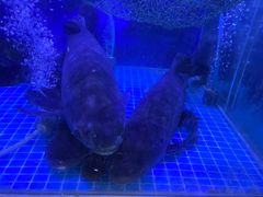 -八仔大富楼·河鲜(西江店)