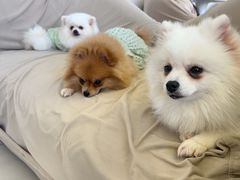 -怪兽屋·羊驼·猫咖·狗咖(俊华广场店)