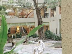 -白虎自助餐厅·真老虎·景观自助餐厅(广州长隆酒店)