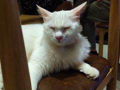 -Heymao猫咖.咖啡厅(东门店)
