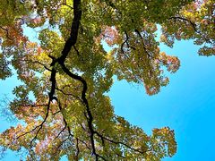 -上海市嘉定区中医医院