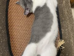 -瑞鹏宠物医院·骨科·猫科·内科(第一中心)